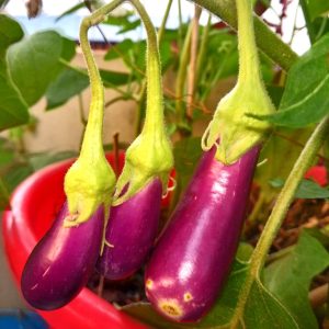 brinjal