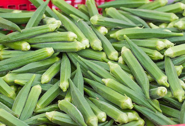 okras with raw okra in farm ( lady fingers )