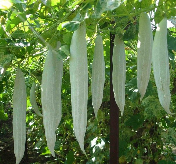 snake gourd pictures