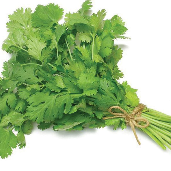 corianderplant