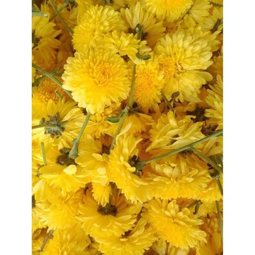 yellow samanthi flower 500x500